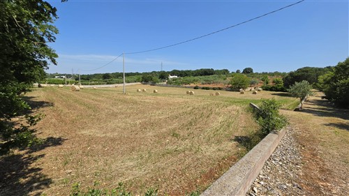 Terreno Agricolo e Ciliegeto a Castellana Grotte